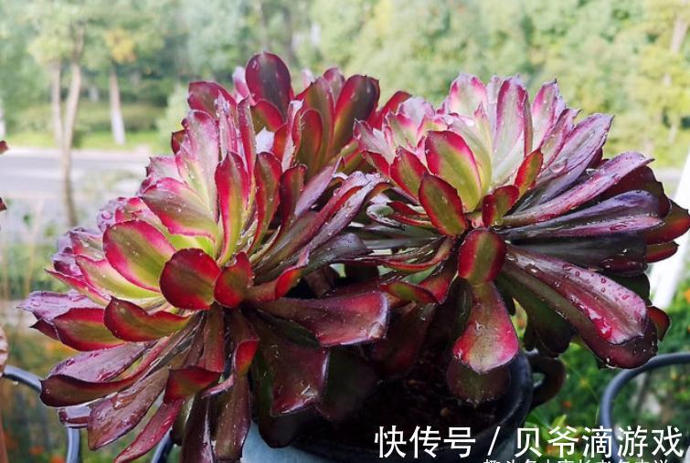 成功率|法师多肉可以叶插,只是成功率“感人”,成活之后还不能过早上盆