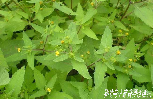 好处|这草全身是宝,可惜大家都当杂草,晒干泡水好处多,别不知价值