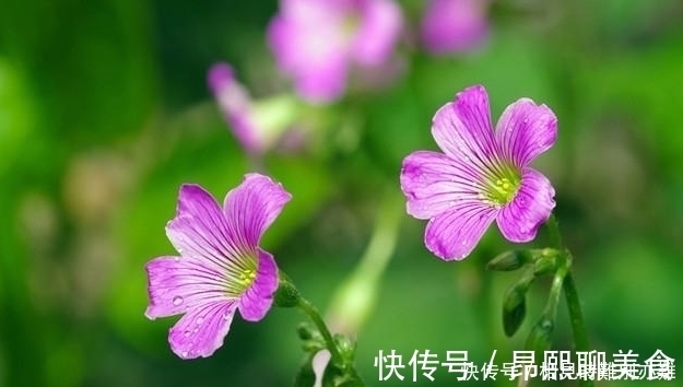 根部|在农村，小时候最喜欢一口吃掉它，据说几乎没有农村娃不认识它