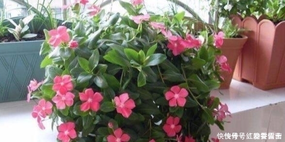 它就是“养花万能水”，比淘米水、啤酒水强10倍，植物吸收快