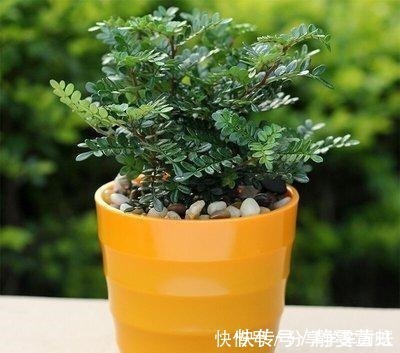 种花|这3种花越养越旺,摆在家里很惬意,精致小巧老桩更值钱!