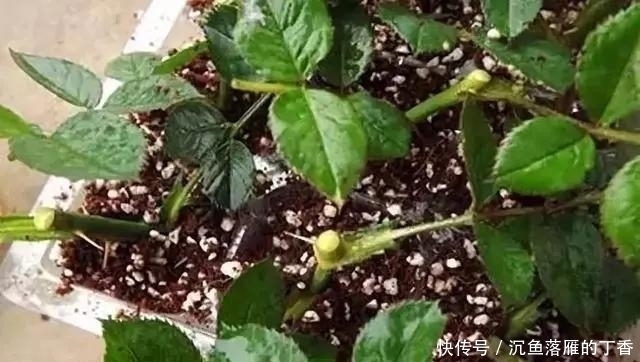 扦插|生根剂不用买，用家家都有的“小东西”，2分钟就能制出来