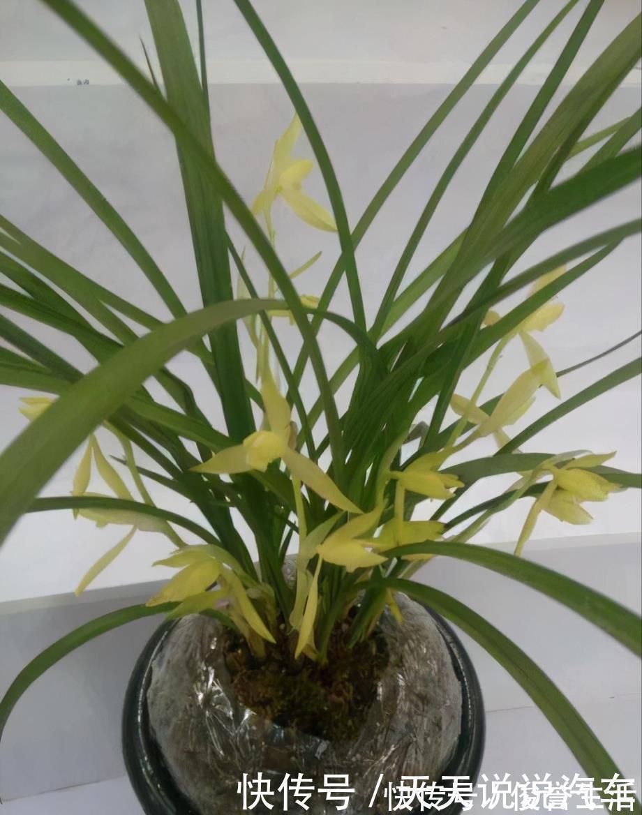 嗖嗖|养兰花“第一步”，做好了，花箭嗖嗖冒，越长越顺利