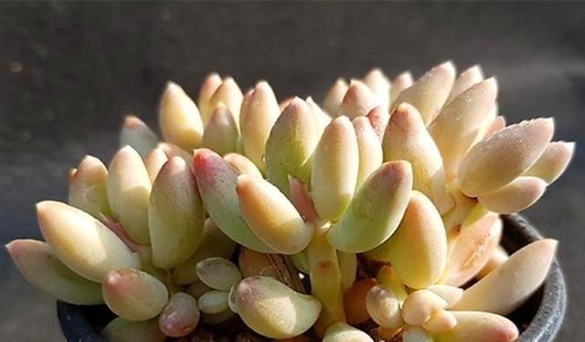 多肉植物里的“六大美人”,我家养了几棵,有些确实难养!