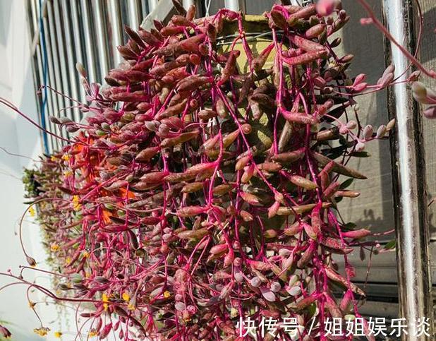 给盆栽花草浇水用它们,一分钱都不花,肥效比专业的强