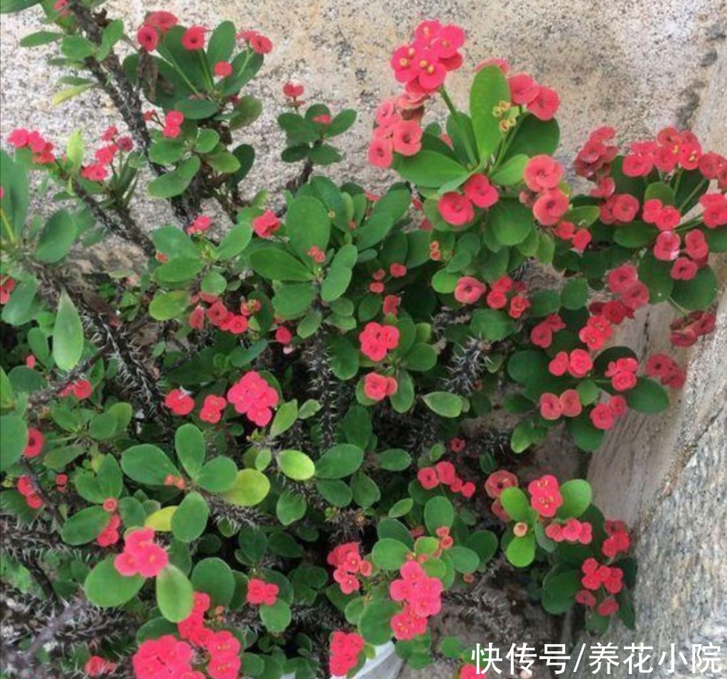 干旱|5种花，不怕热耐干旱，晒晒太阳开花更多