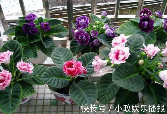 新手养花通病羡慕别人家牢记2个小常识,居家盆栽少犯错