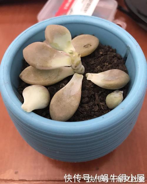 多肉出现5个症状,说明根系出问题,需及时换盆!