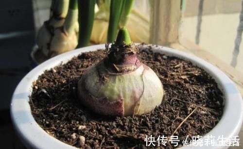 花卉|怎么调节、疏松土壤？巧用这2样，植物长势可轻松得到改善