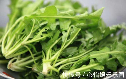 蒲公英|女人养肝就是抗衰老，3种野菜，养肝护肝，肝脏舒服，人才显年轻