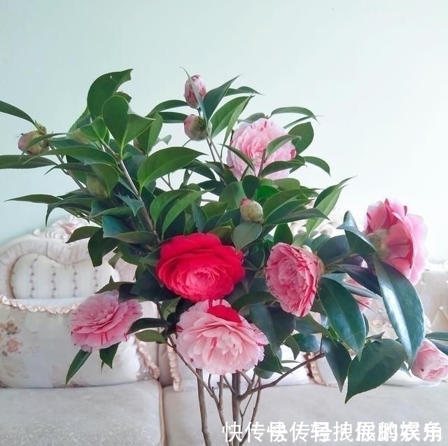 五色赤丹|这种花是世界著名的花,多色的花,美丽的,牡丹不失,容易保养,栽培很有价值