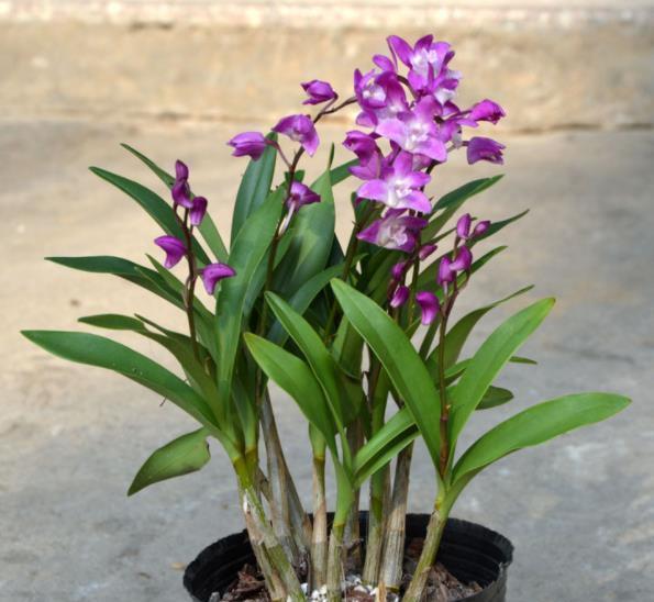 秋天给兰花换盆,掌握1个要点,服盆快长势好,早早开满花