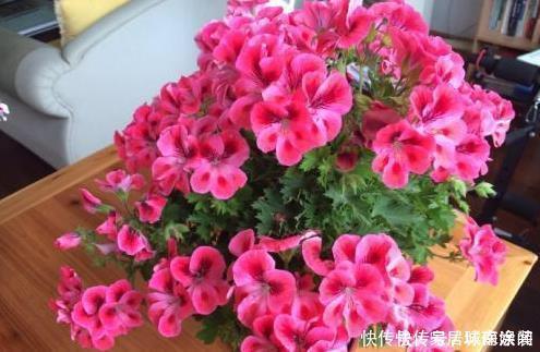 这四种花草,随便摆一盆在家,蚊子不见了,驱蚊好养又漂亮