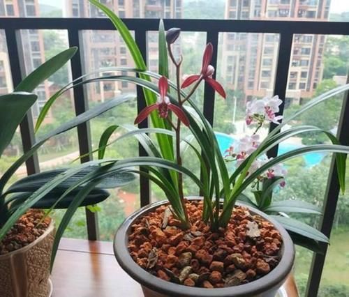 光照|养兰花,“掐准”此4点,植株更长寿、年年开花