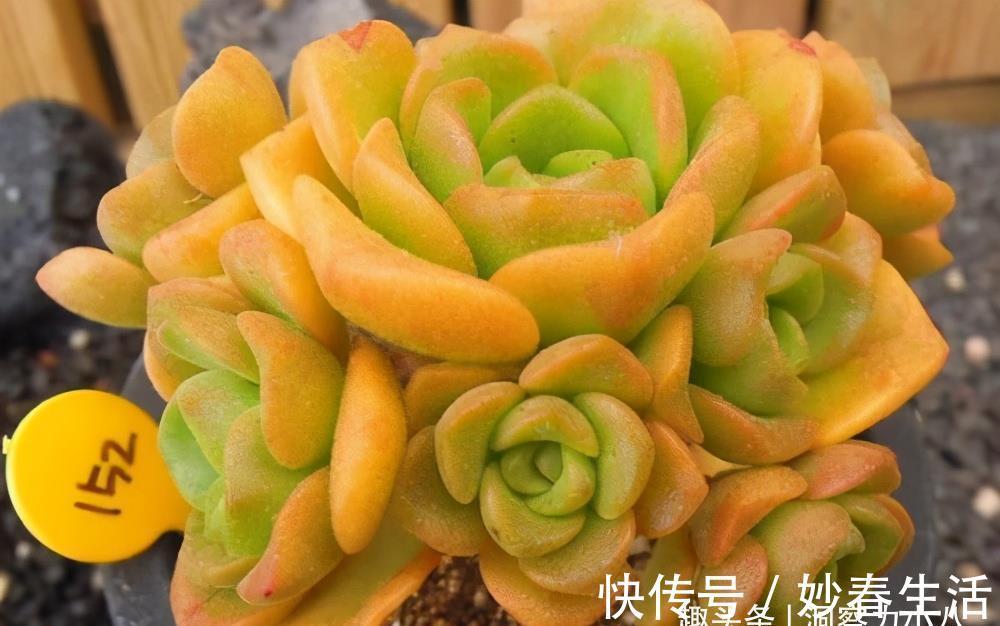 这“三多肉”入冬就开挂，叶片自带“香气”，遇水疯长憋成小老桩