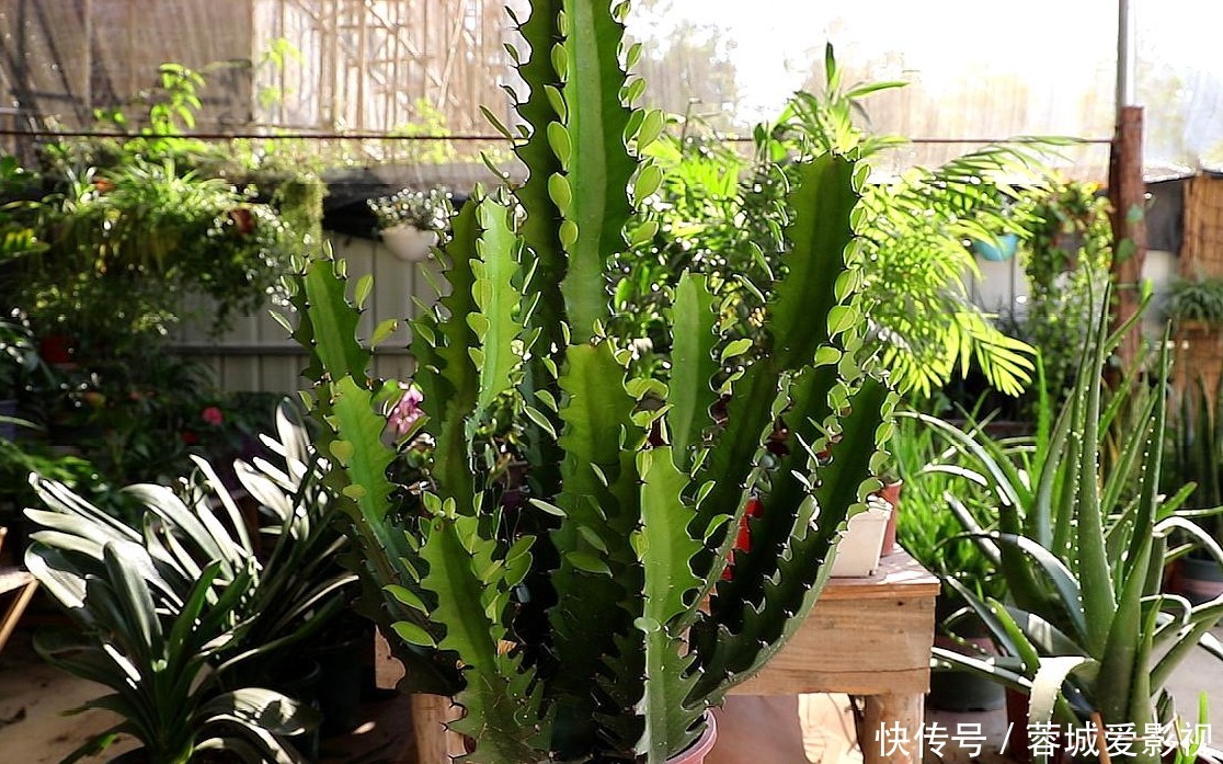 我们的家|客厅养花就选几种，枝叶繁茂，镇宅又好看