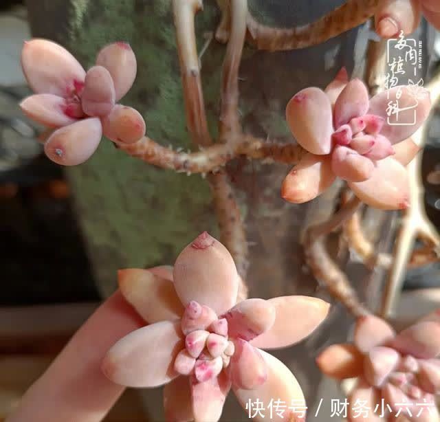 揭秘：那些干净又温暖的多肉照片从哪里来？