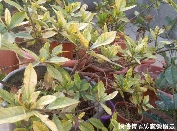 10米长的绿萝,阳台放不下了,看看他是怎么养的吧