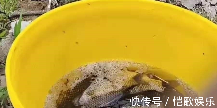 钓底|后悔现在才察觉:鲫鱼上浮后,只需调整调整,比钓底还过瘾