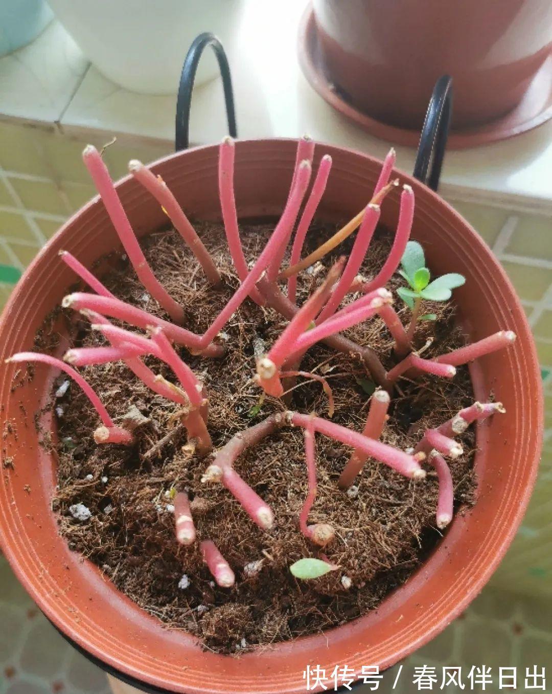 施肥|8种花赶紧剃头,剃得越狠,开花越多