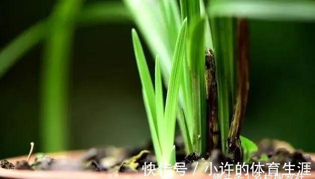 秋冬阳台养兰花，保湿是关键，可如果做错3件事，兰花喷雾会烂苗