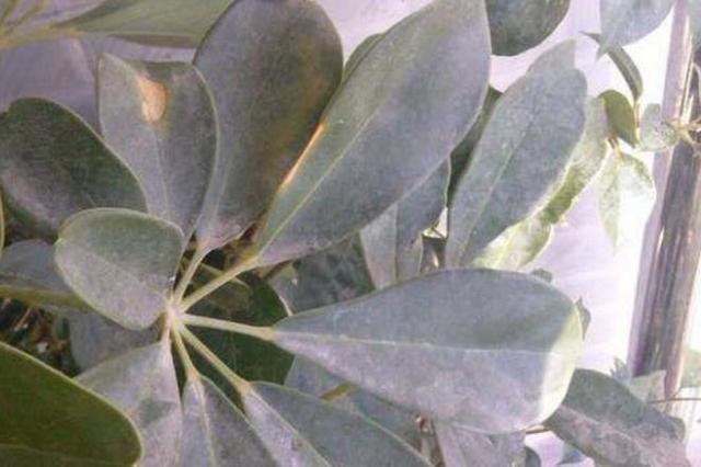 花叶子太脏了，哪哪都是灰，学会此招，养一屋子都不愁