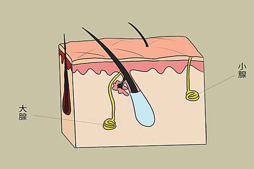 激素水平|动不动就出汗,原因是什么?为什么有人出汗多,有人出汗少?