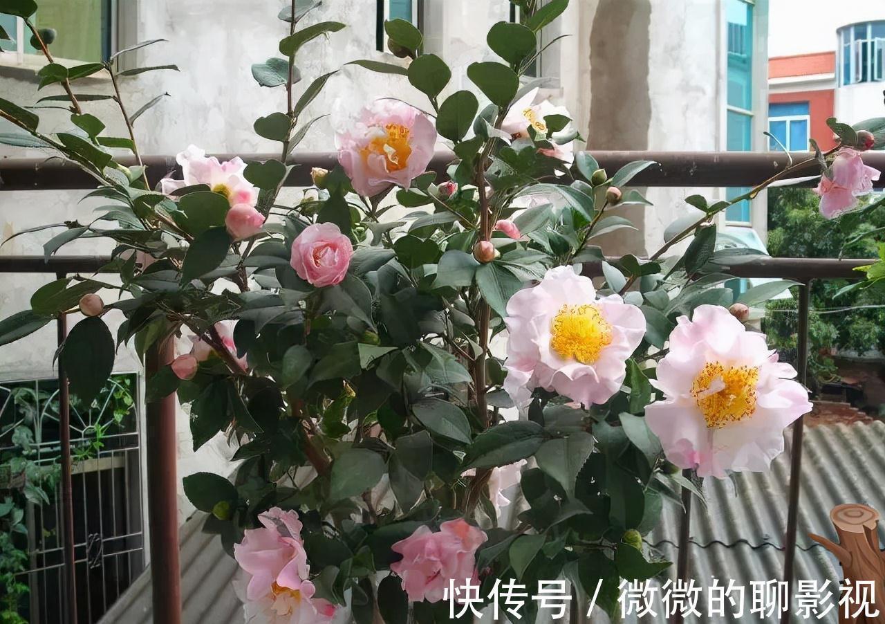 5种公认的富贵花,适合养客厅,贵气又吉祥,有钱人家都爱养