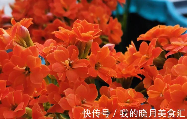 十月份长寿花能打顶掐尖吗，这个时候长寿花怎样养护才能开花繁茂