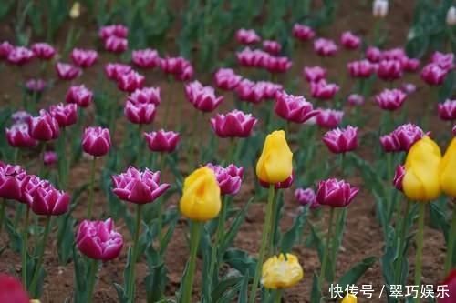 中年|快来洛南“郁”见春天这里千万株郁金香进入盛花期,像一道道彩虹