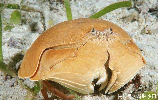 渔民|一种没有“尊严”的螃蟹,因其蟹肉极少,就连渔民都懒得抓