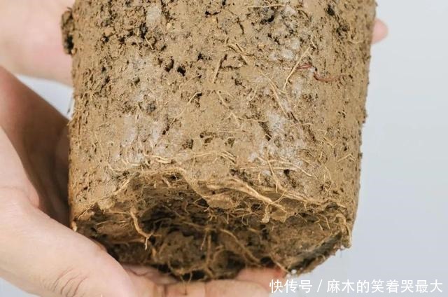 公认难养的6种花,新手慎买,养不活还浪费钱!