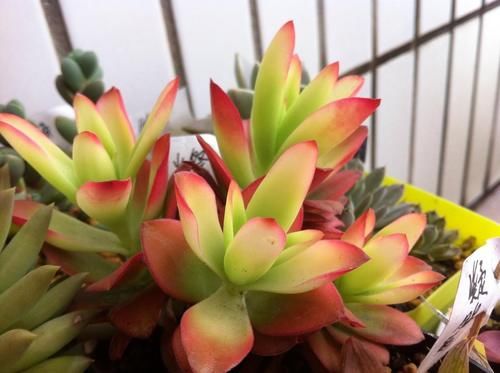 养多肉就得“控水”？不，单独水培它们，反而长得又快又好