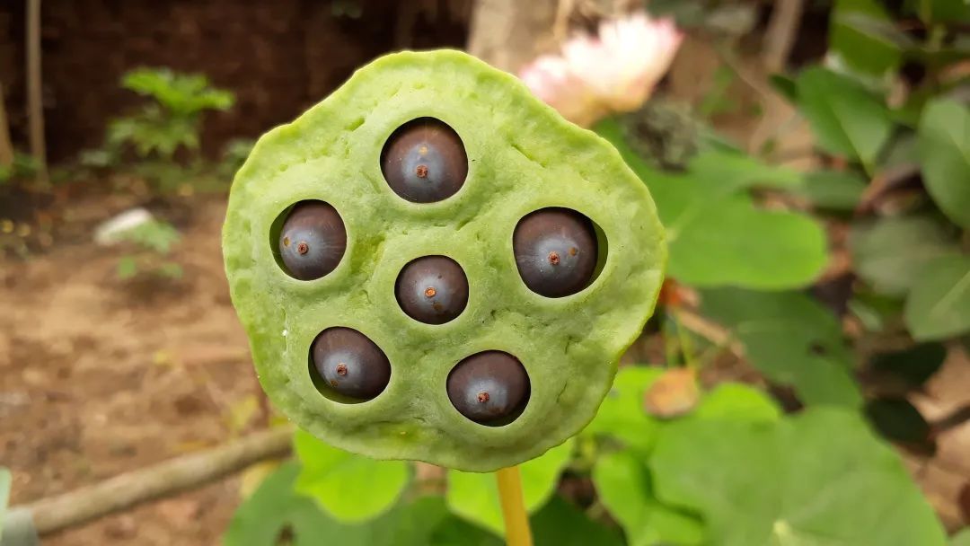 崩漏|一物“六药”，全身都是宝！清心安神，补脾止泻，搭配这4种方法效果更好