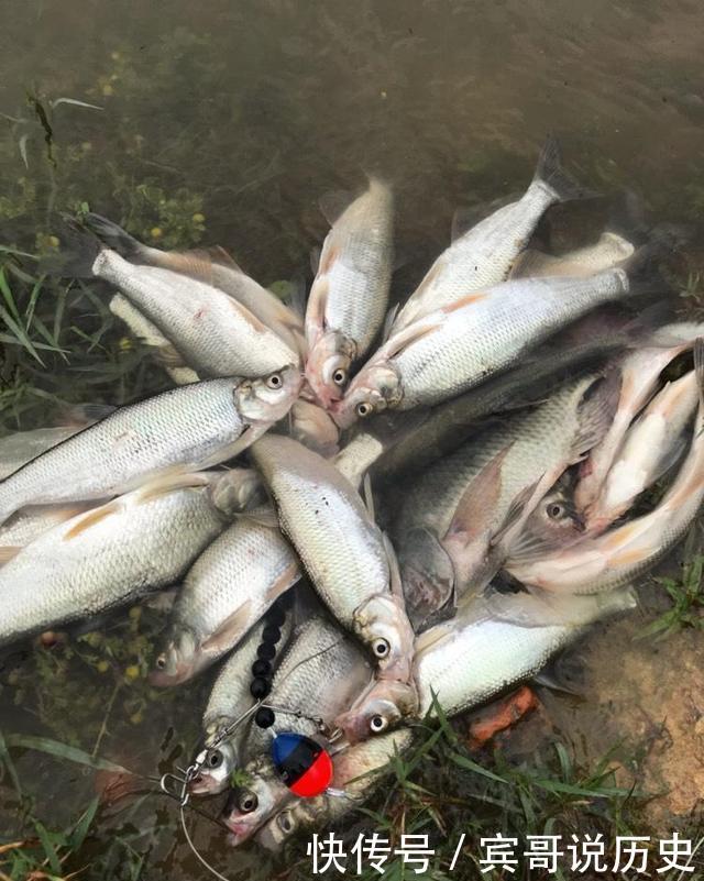 钓鱼|泥鳅党被罚，海竿阵被禁！钓鱼应不应该急功近利？