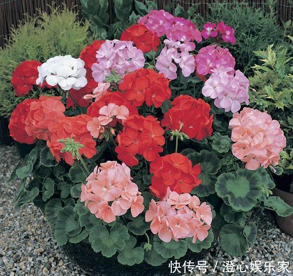 养花|3种花“不怕旱”,浇水不用愁,1月浇1次,开花照样“旺又多”