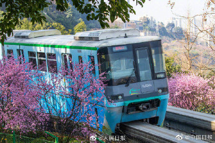 列车|开往春天的列车！重庆列车穿行花海好像电影