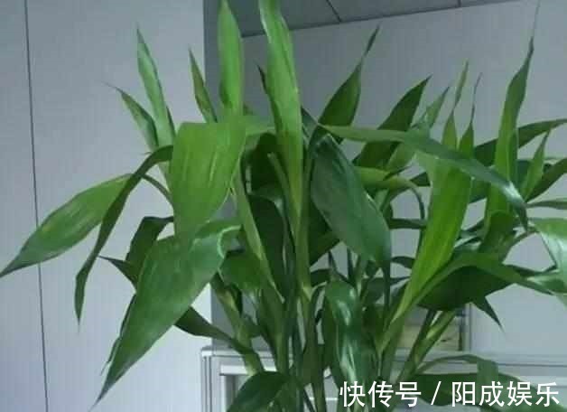 富贵竹捡回来养了2年,一米多高还开花了,方法原来这么简单!
