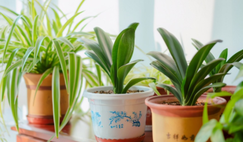 在城里养花,盆栽旧土不丢,这么一处理,比刚买的新土都好使