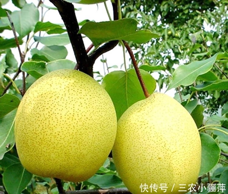 防治|梨石痘病对梨树的危害是什么,我们如何防治梨石痘病?