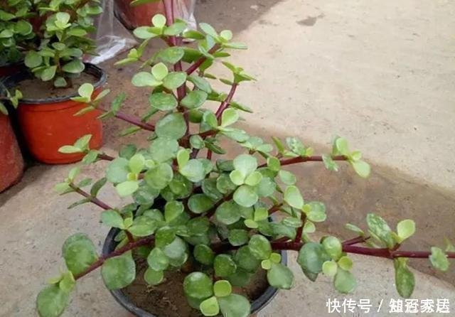 爆盆|真正懂花的人，都会养这3种花，爆盆快寓意好还能养人