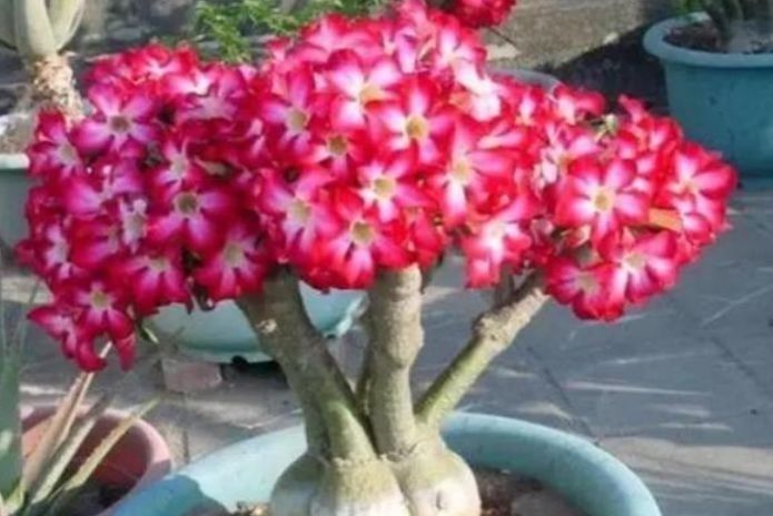 这些花朵一养就上瘾，非常适合养在阳台，犹如仙境美到爆炸