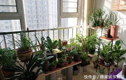 君子兰,两种“零食”喂下去,叶肥花多,爆满盆