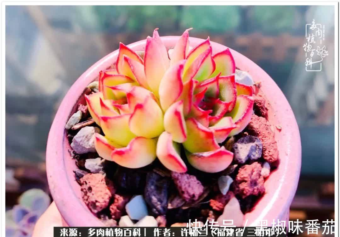 尖尖|养多肉两年,美丽与赏心悦目并存!