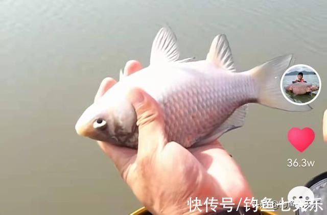 邓刚|冬季钓鲫鱼,为何钓王邓刚频频连竿,你却老走空?有三点很重要