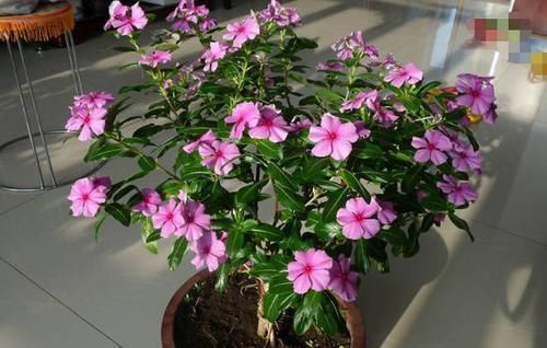 黄豆加上这2样“泡泡”浇花，可让植物根壮叶绿枝茂