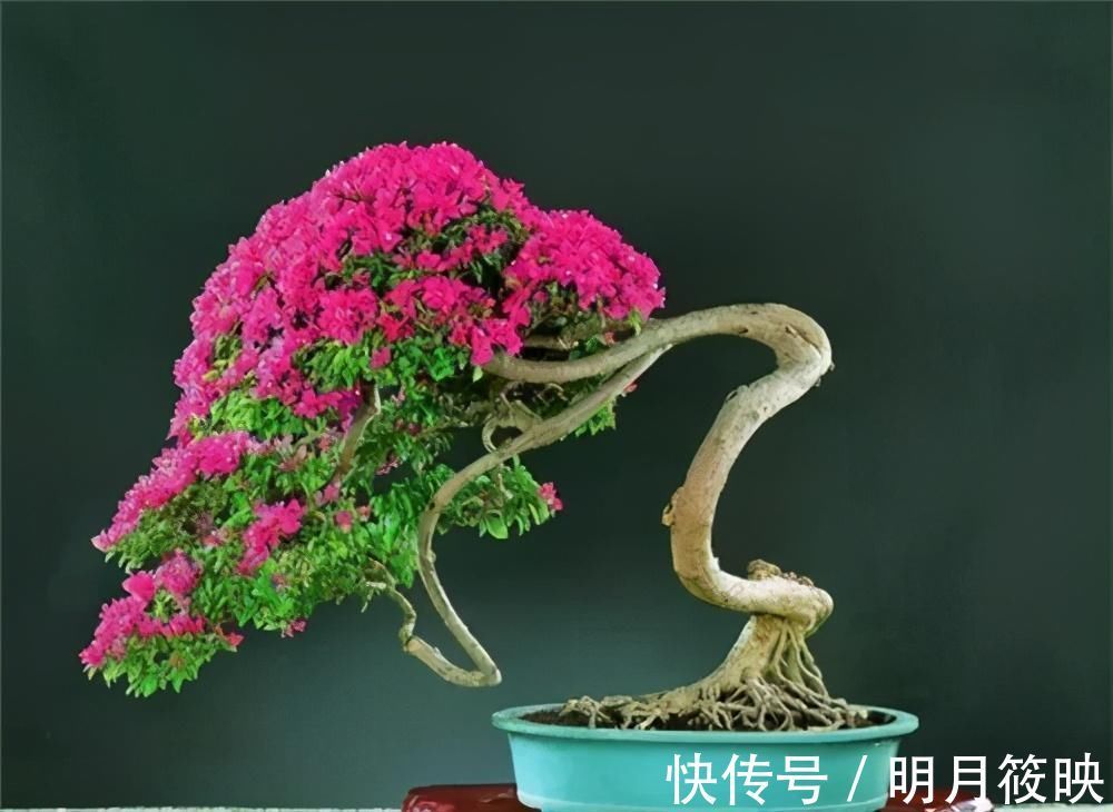 盆景|养了10年的三角梅,一年“修剪”5、6次,变成“老桩”盆景