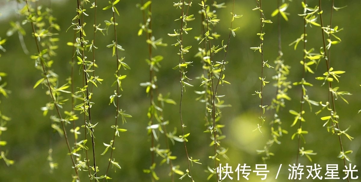 杨柳枝词!一树春风千万枝。白居易一首写景寓意诗,极具感染力