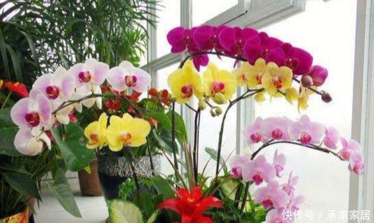 自带财运的4种花,寓意好、观赏性强,养客厅旺财又养人