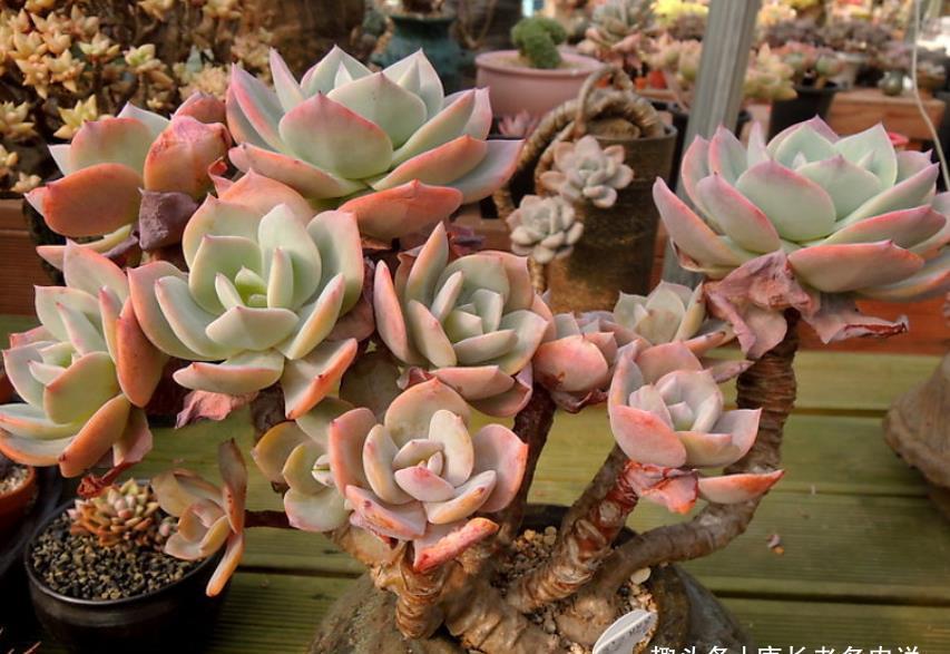 多肉|多肉白凤特别耐热,纯露养都能顺利度夏,还能培养成漂亮的悬崖桩